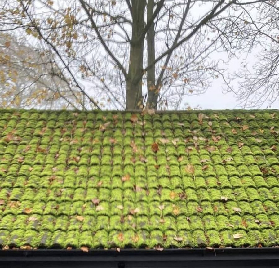 The same roof before cleaning, covered in moss